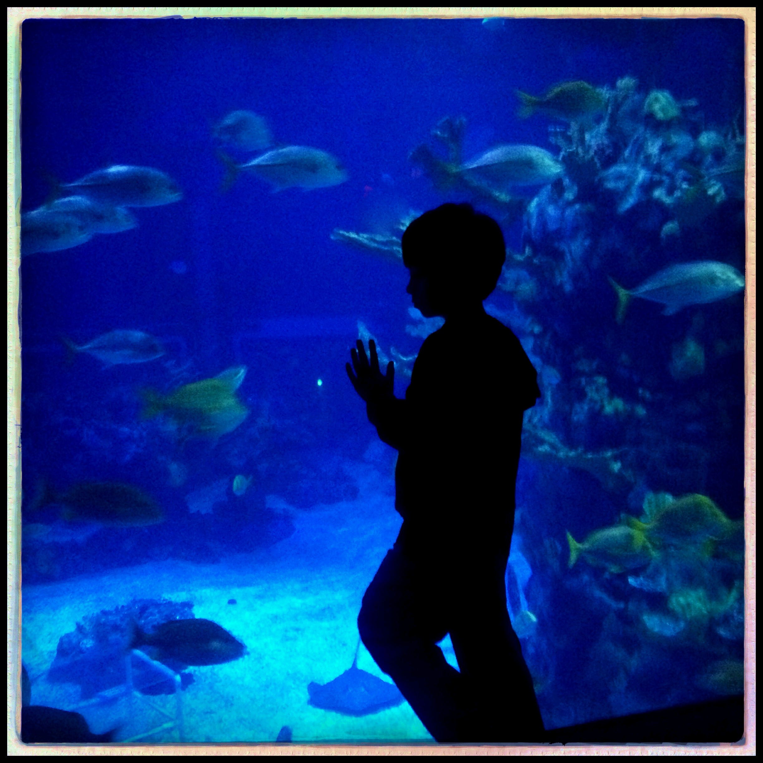 Aquarium Silhouette
