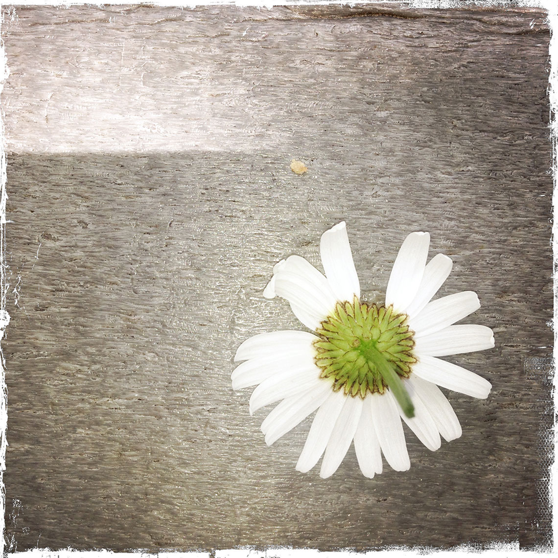 Daisy on picnic table