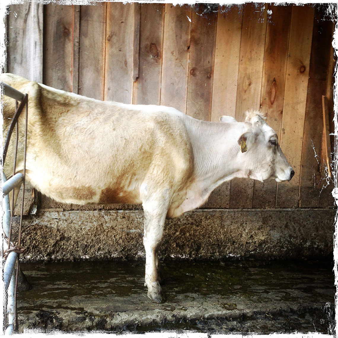 Milk Cow Williamstown MA